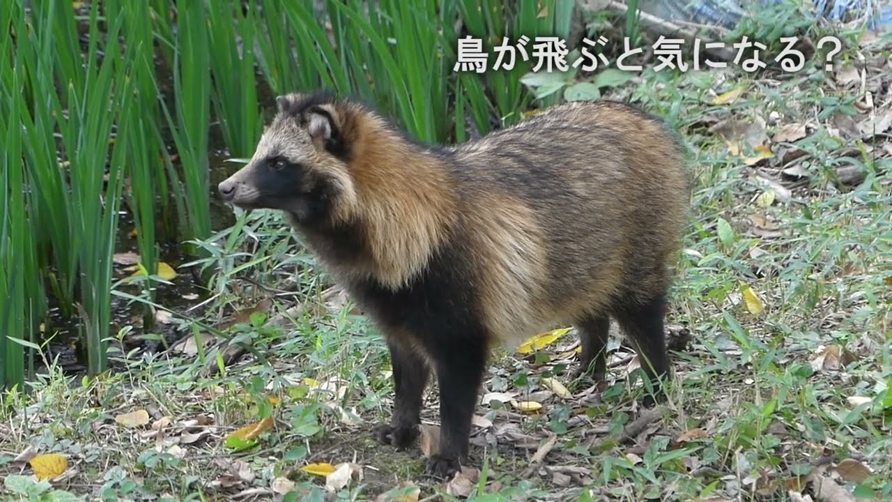 タヌキ 行徳 - YouTube