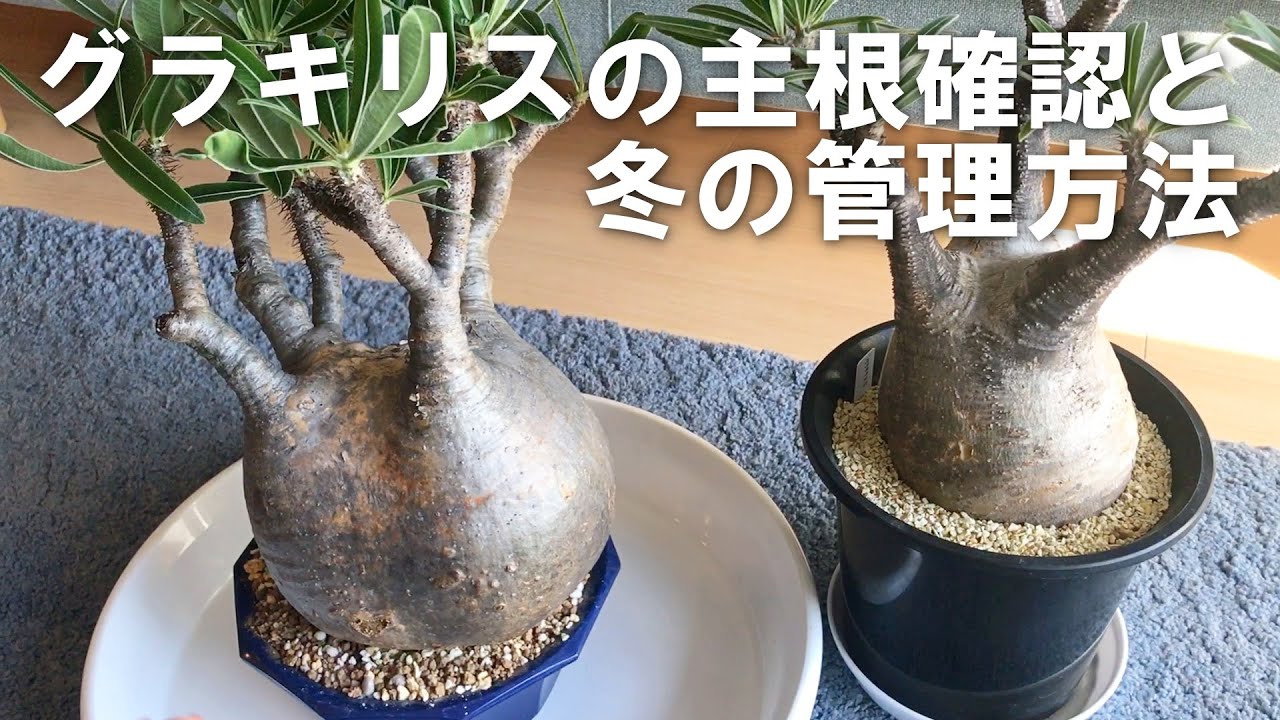 過去最大】発根済みグラキリスの主根確認と冬の管理方法について