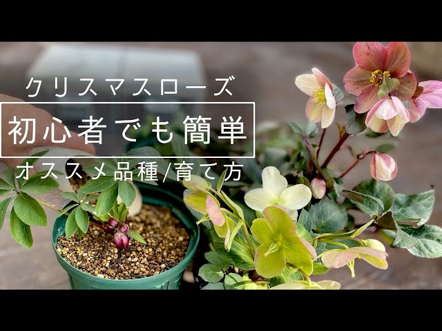 クリスマスローズ 極小輪多花シングル白 株分け前提 大和園