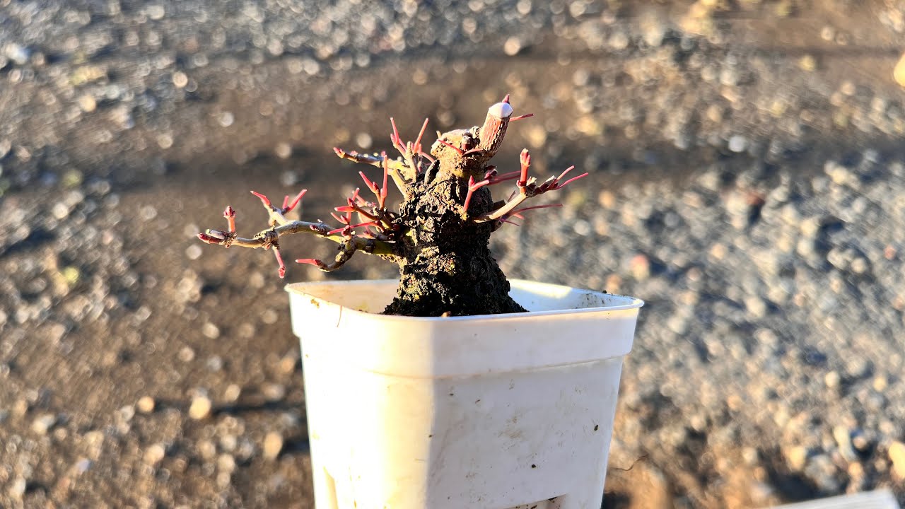 YMJ】ミニの荒皮もみじ #盆栽 #bonsai - YouTube