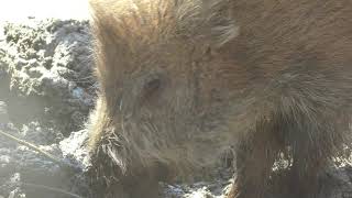 Wild boar Japanese (YAGIYAMA ZOOLOGICAL PARK, Miyagi, Japan) April