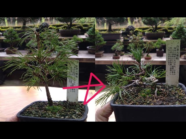 ホームセンターの園芸コーナーで購入した五葉松で遊ぶ ♯694 - YouTube