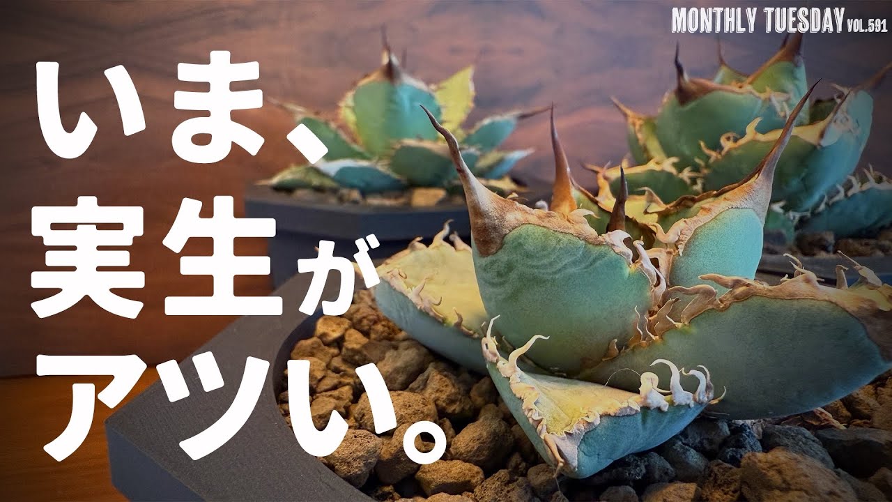 アガベ】今アガベ実生がアツい！3年前に播種した選抜株！ - YouTube