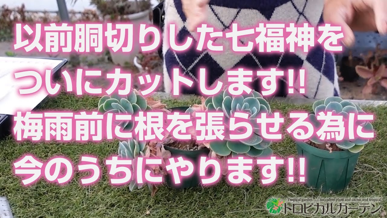 Succulent] Finally, I cut the Seven Lucky Gods that I cut off