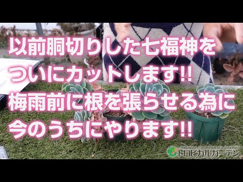 Succulent] Finally, I cut the Seven Lucky Gods that I cut off