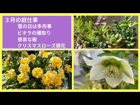 ガーデニング】多肉の寄せ植え🌱クリスマスローズ咲く🌱ビオラの種取り