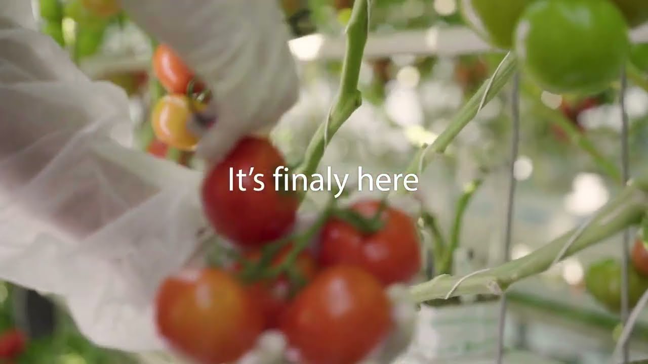 Tomatoes in the spotlight - Global