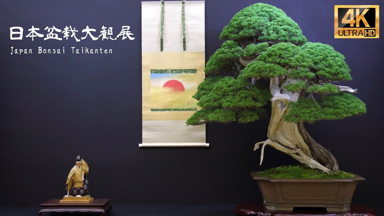 4K long] Taikanten Bonsai Exhibition 2024 - YouTube