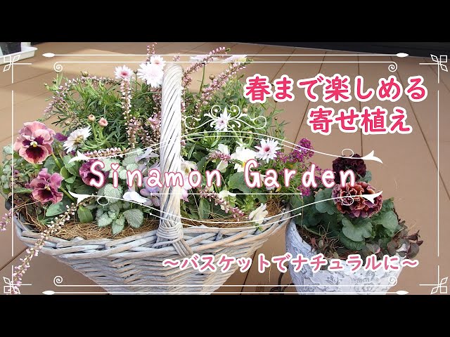 ガーデニング】パンジービオラの寄せ植え｜春まで楽しめてキュート