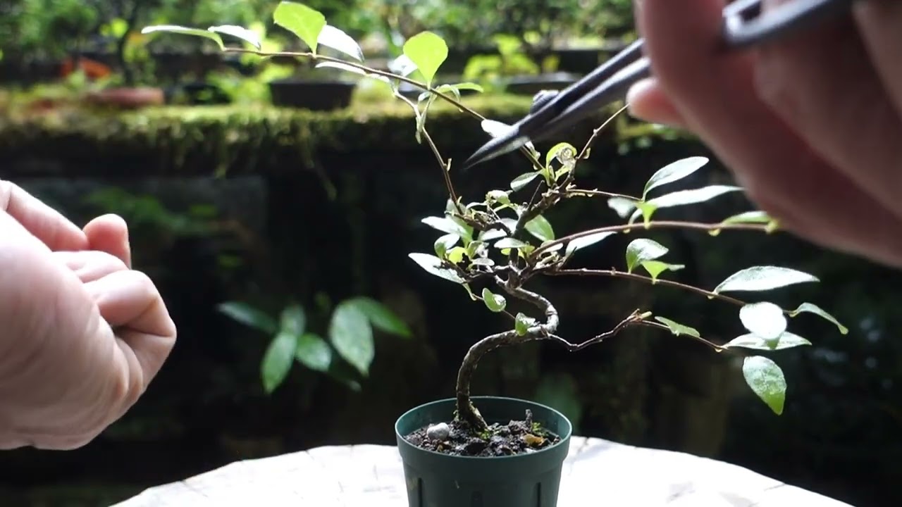 maxresdefault.jpg?sqp=-