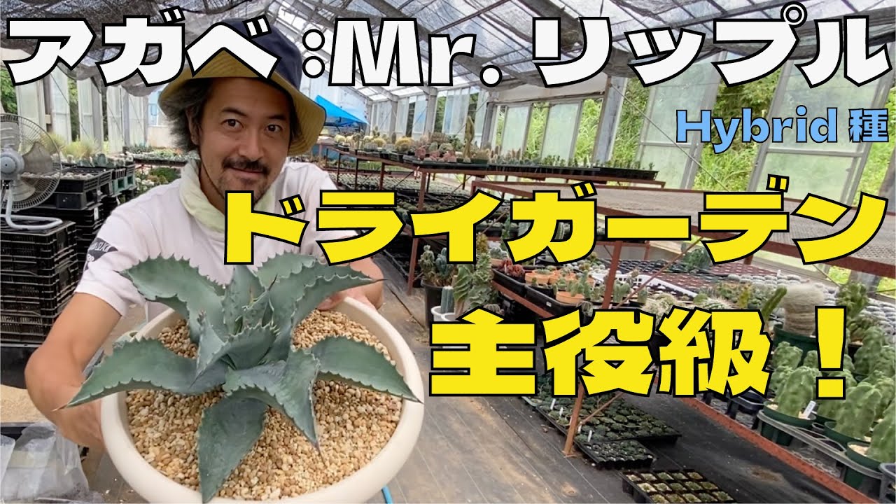 ウネウネ・アガベ・Mr.リップルご紹介！【ドライガーデン必見】 - YouTube