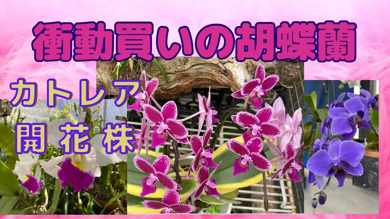 胡蝶蘭斑入り 衝動買い カトレア開花株 らんラン園芸ネット - YouTube