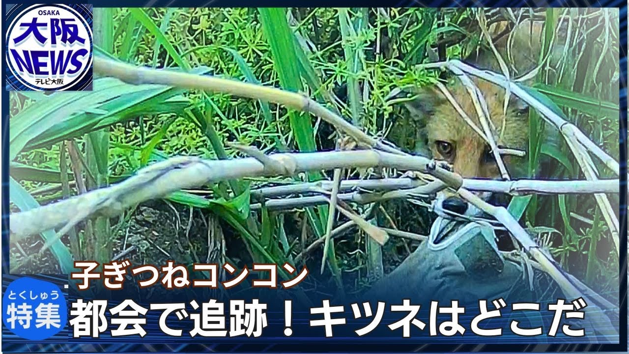 都会にキツネ！】こっそり追跡 巣穴も発見 子ギツネの姿も