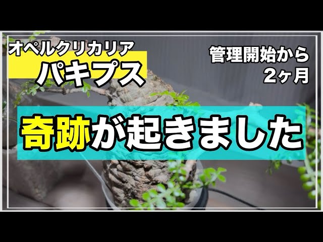 file91【発根管理成功】初めての挑戦で、ネット購入！パキプス発根管理