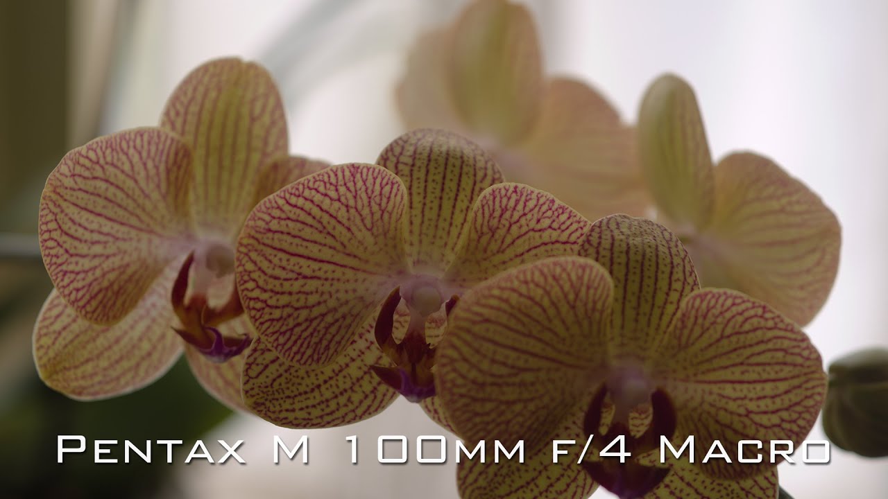 SMC Pentax M, 100mm f:4 Macro - YouTube