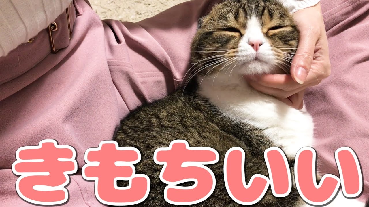 ママの膝にやってきた猫【スコティッシュフォールド】【Scottish Fold
