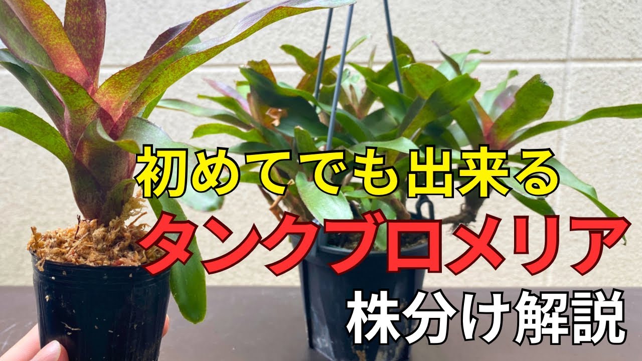 タンクブロメリアの株分け方法を管理方法を徹底解説 - YouTube
