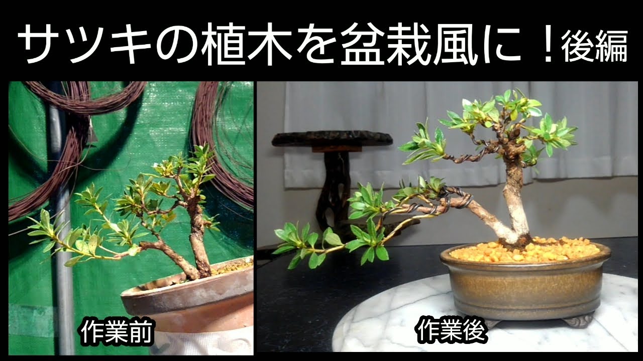 Turning Satsuki plants into bonsai! Part 2 - YouTube
