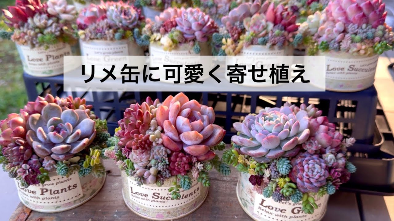 77 【リメ缶に可愛く寄せ植え】3パターン🌸苗紹介あり - YouTube