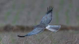 寒蕨（カンワラビ） | 母谷区自治会 HOUDANI-KU Residents' Association