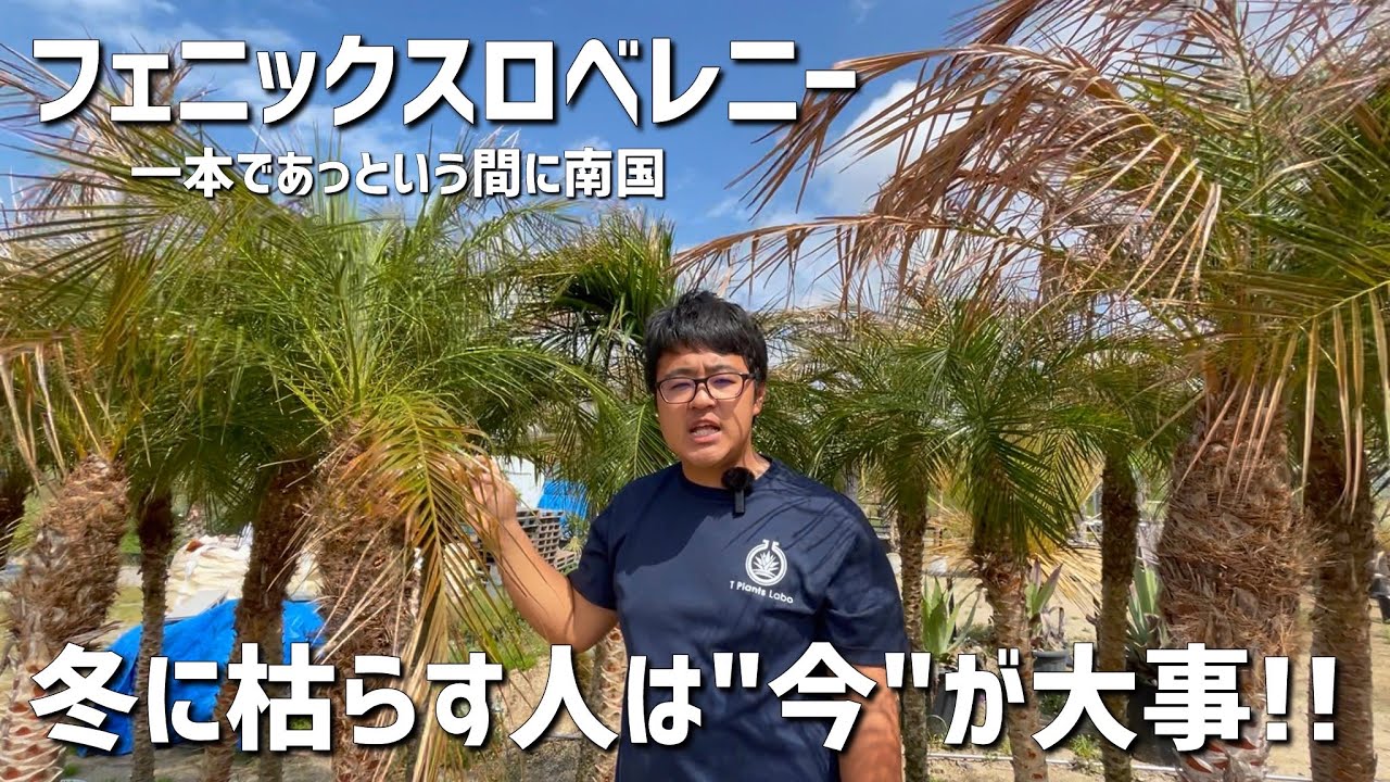 フェニックスロベレニーを枯らす人は必ず聞いてください!! - YouTube