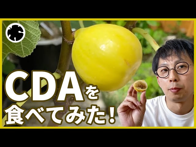 Figs] Constantine de Algerie (CDA) variety introduction and food