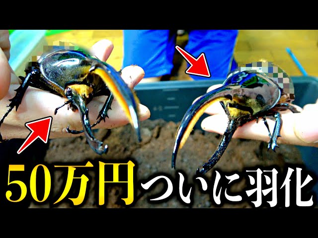 50万円で購入した「ヘラクレスリッキーブルー」の最後の子孫が羽化