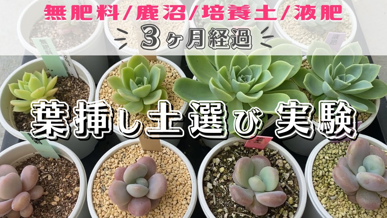 葉挿し土の違い実験3ヶ月目( 無肥料/鹿沼/培養土/液肥)【 多肉植物
