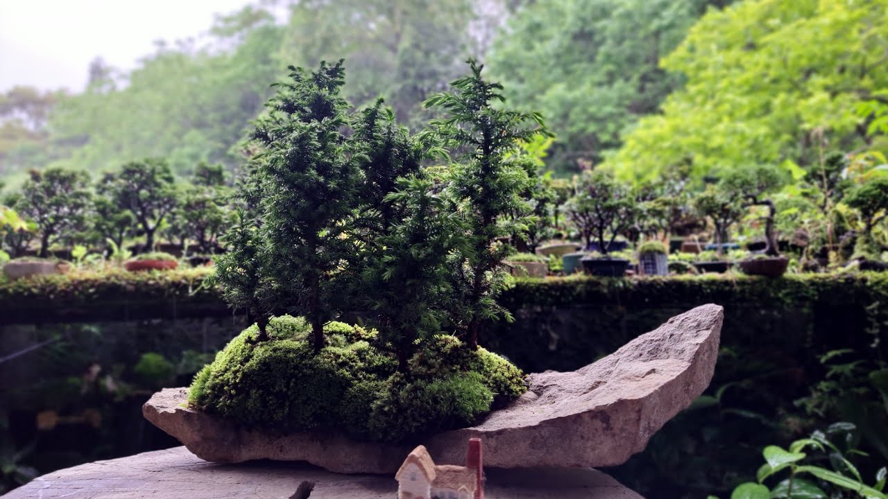 Bonsai diary】 小さな石付き盆栽を作る ♯327 - YouTube