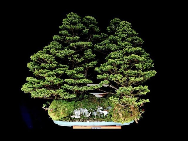 園内の盆栽紹介・蝦夷松の寄せ植え - YouTube