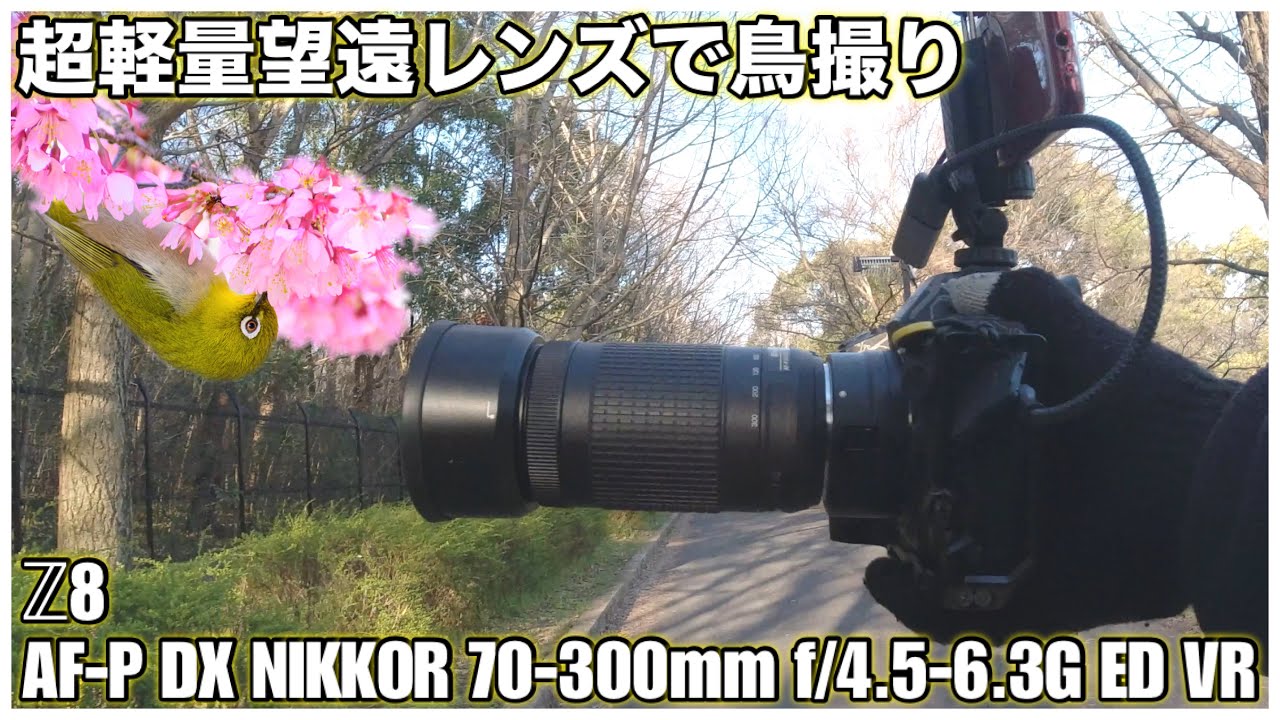 野鳥撮影】コスパ最強の超軽量望遠レンズでサクジローを狙う - AF-P DX