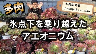多肉】氷点下を乗り越えた「アエオニウム」販売します！ 多肉生産者
