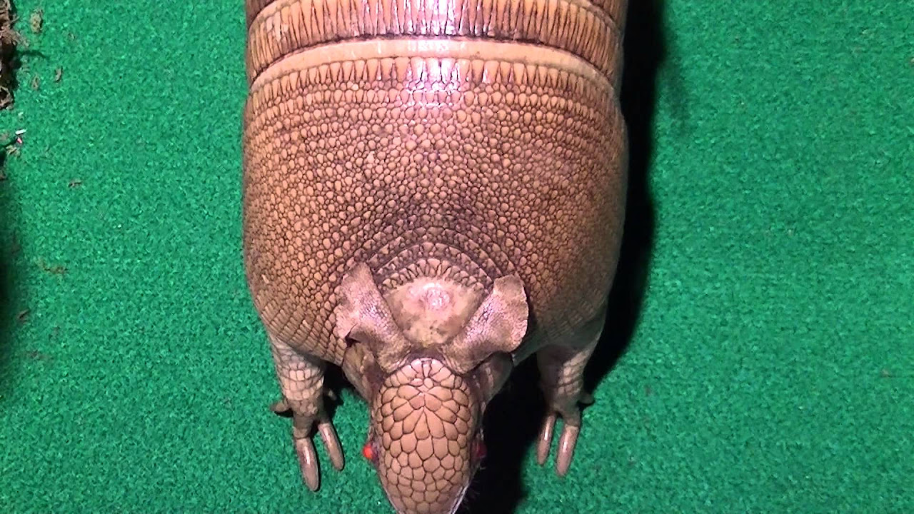 ココノオビアルマジロ 剥製：Nine-banded armadillo (stuffed animal