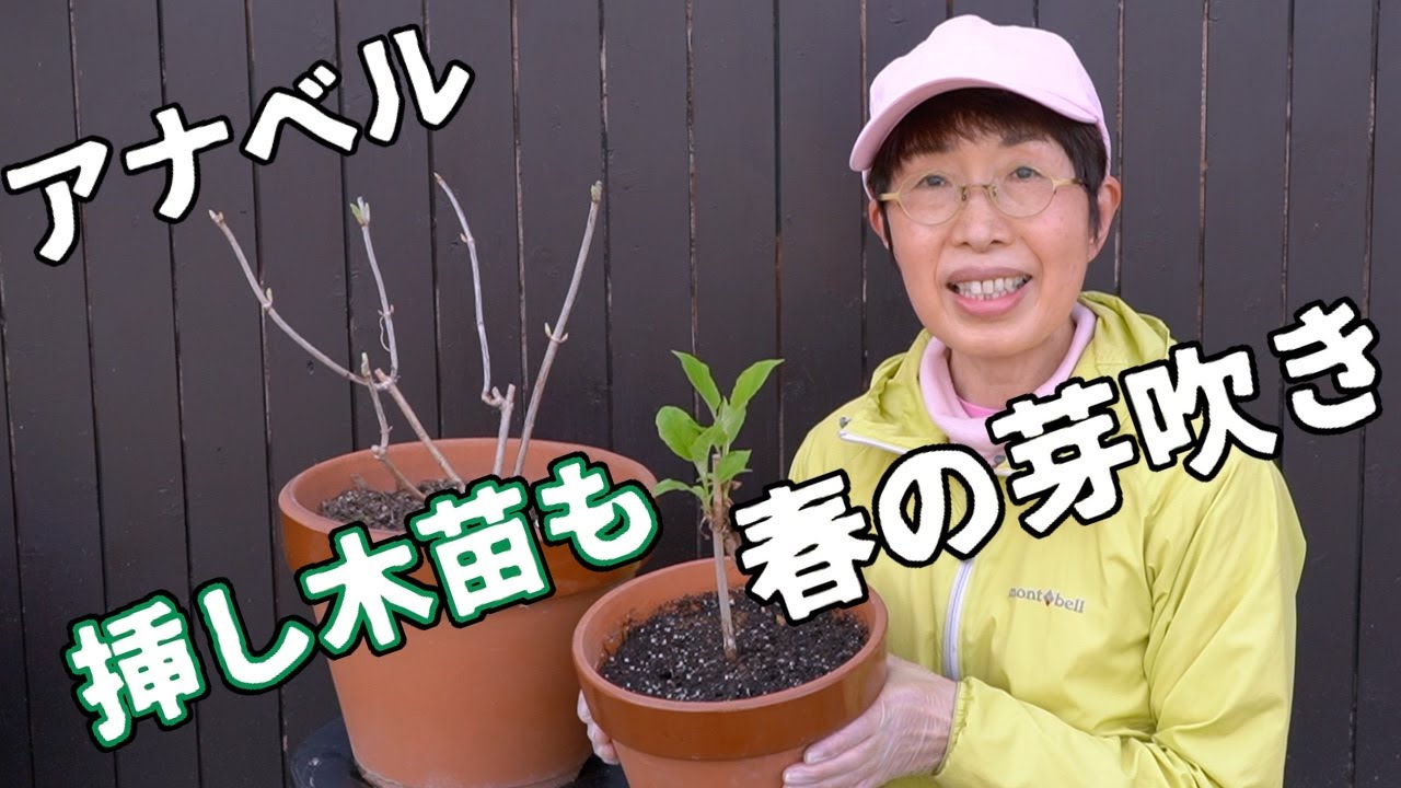 アジサイ アナベル 挿し木苗も春の芽吹きです - YouTube
