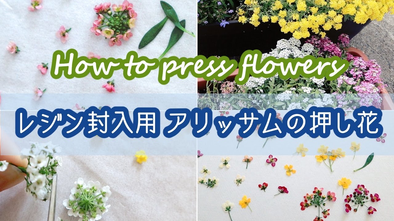 How to pressed flowers 🌹 Alyssum - YouTube
