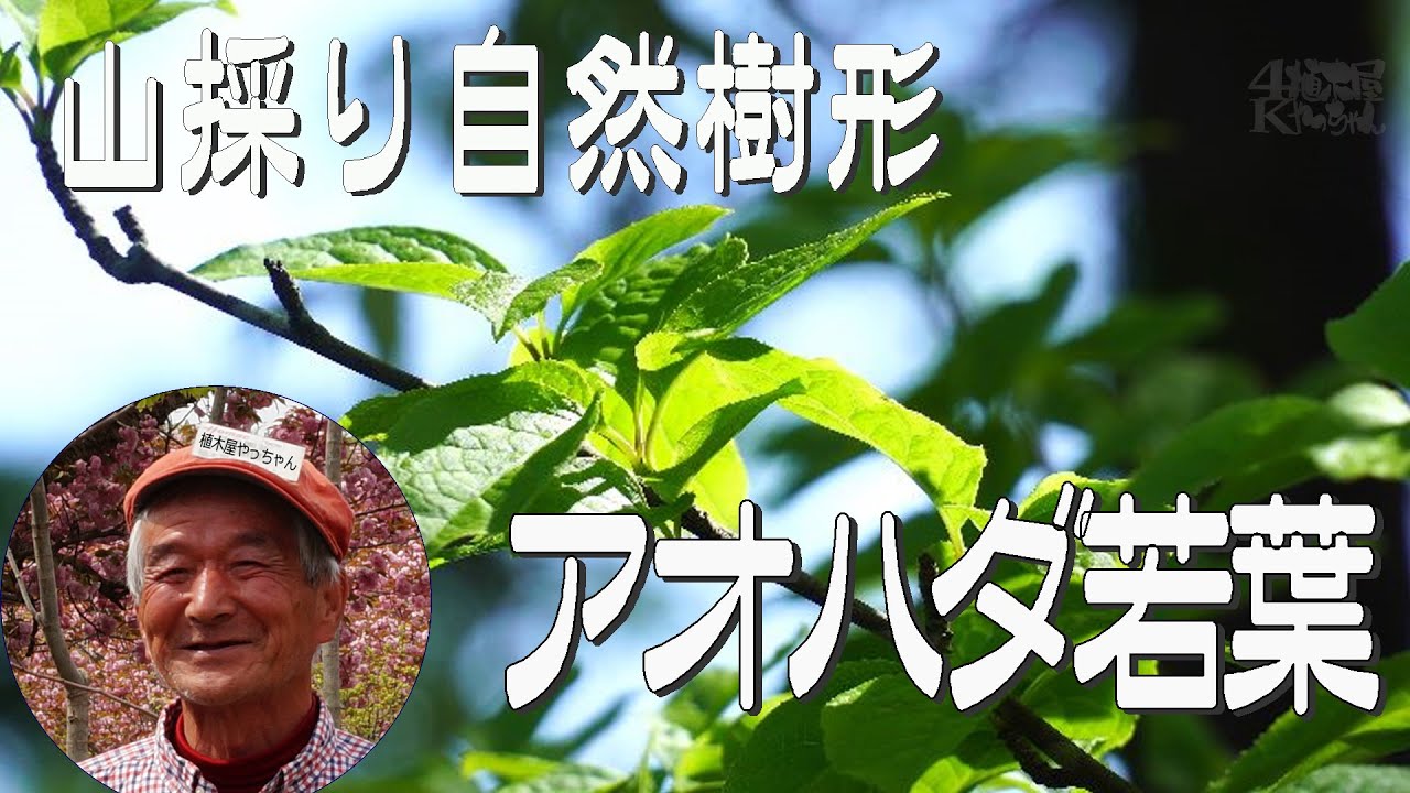 山採り自然樹形アオハダ 若葉 2024 秋元園芸 - YouTube