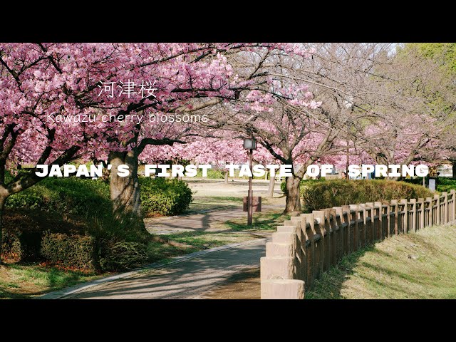 Japan's Earliest Cherry Blossoms 2026 - YouTube