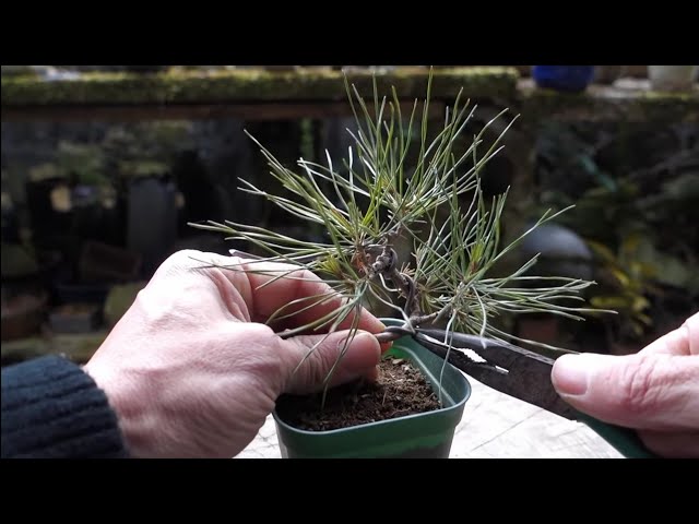 Bonsai diary】 山採りから3年目の赤松 樹形作りへ ♯305 - YouTube