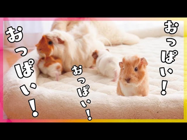 モルモットの家族 もるもるも - YouTube