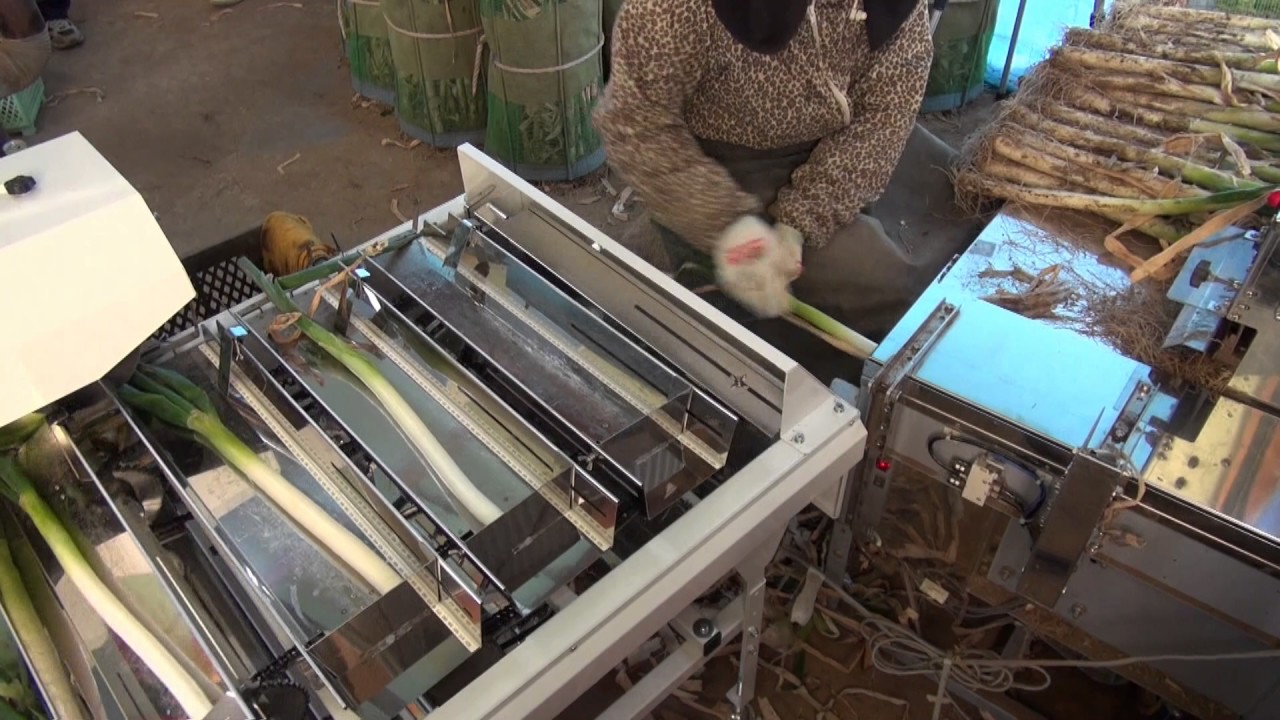 むくべぇ｜ネギ皮むき機｜ 農業機械メーカーのタイガーカワシマ