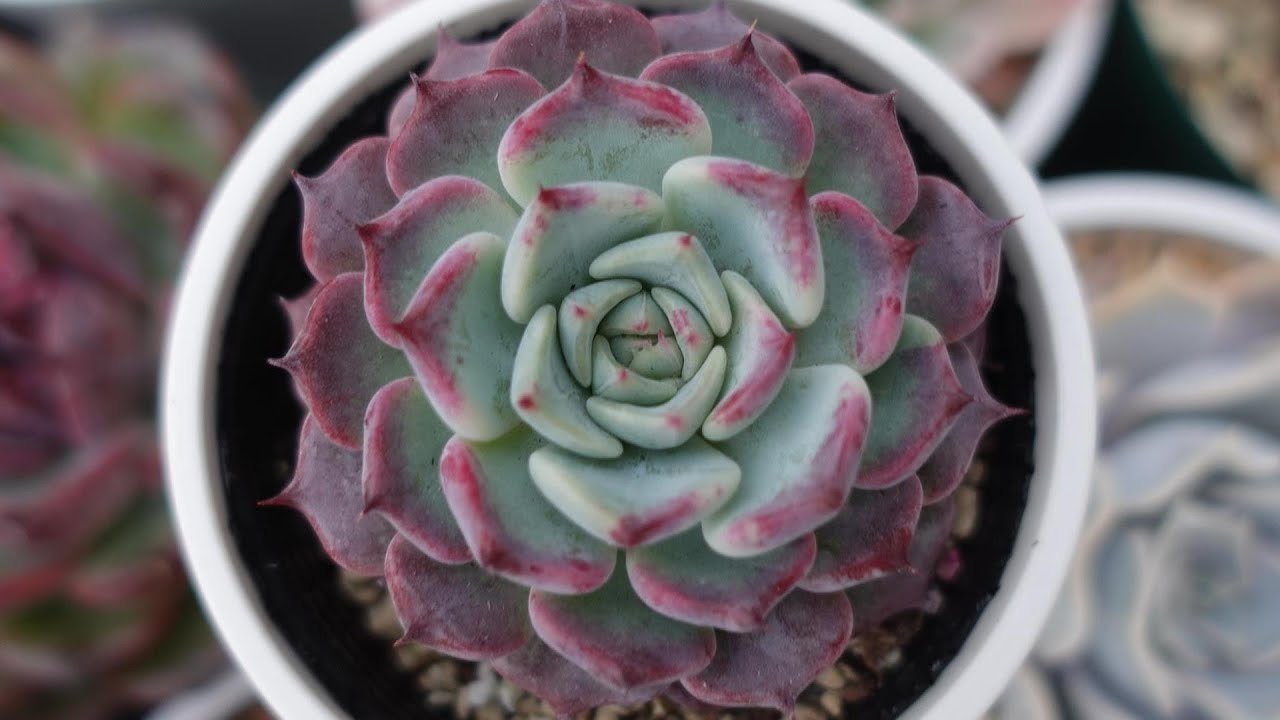 26【沙羅姫牡丹】今なら失敗しない苗選び。 - YouTube