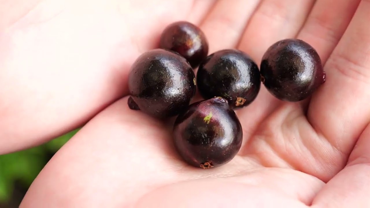 I tried a strange fruit: Jaboticaba - YouTube