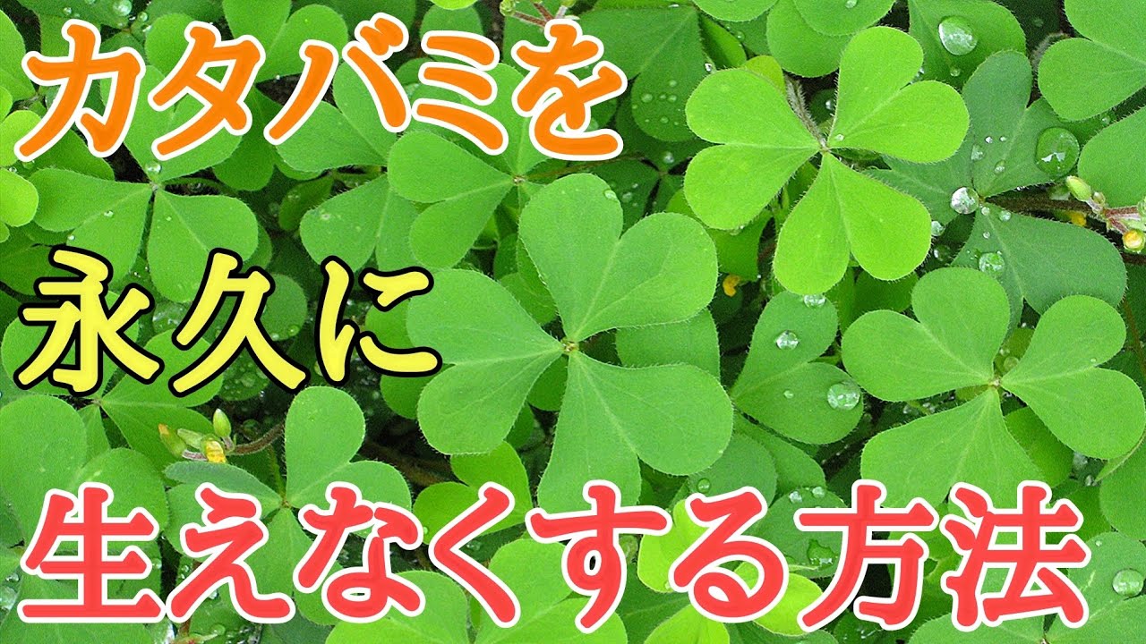カタバミ駆除｜除草剤不要でカタバミを永久に生えなくする方法 - YouTube