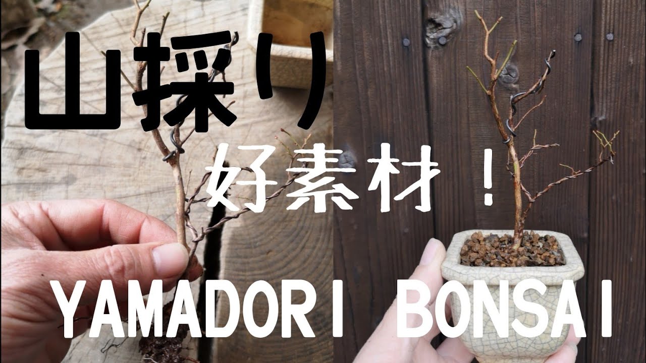 yamasibon＃45 Natural Bonsai「山採りした素材は珍樹種！？自然樹形を