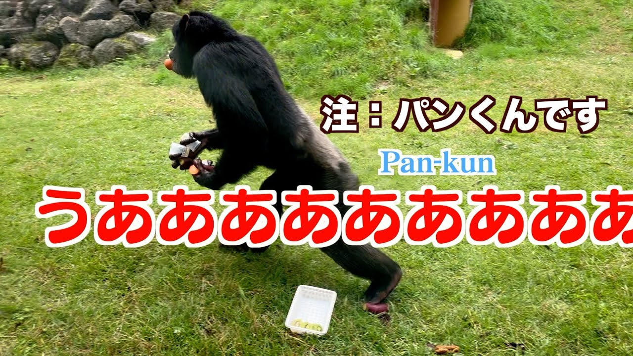 Genius! Chimpanzee Pan-kun