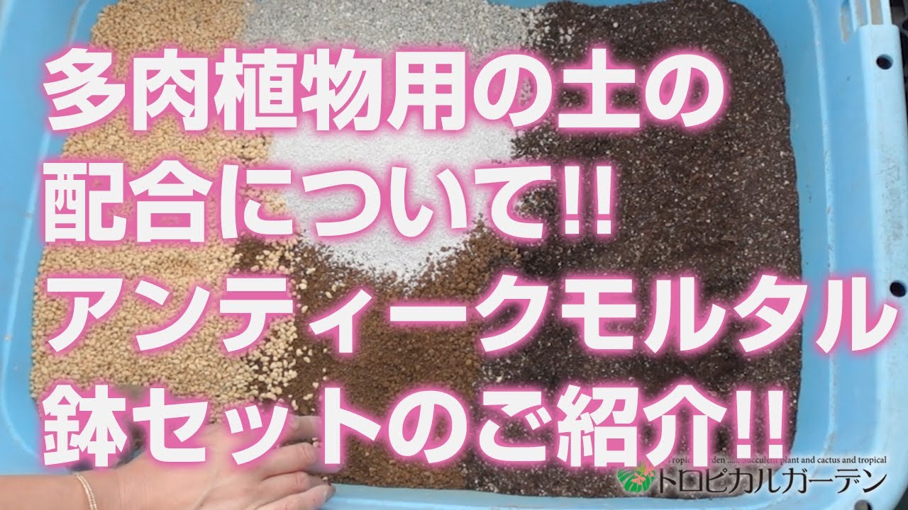 2024.04.08【Succulents】About the soil mixture for succulents