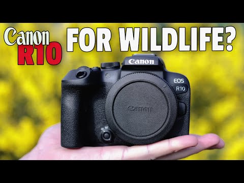 Canon R10 Field Test Using Sigma 150-600C & RF100-400!! - YouTube
