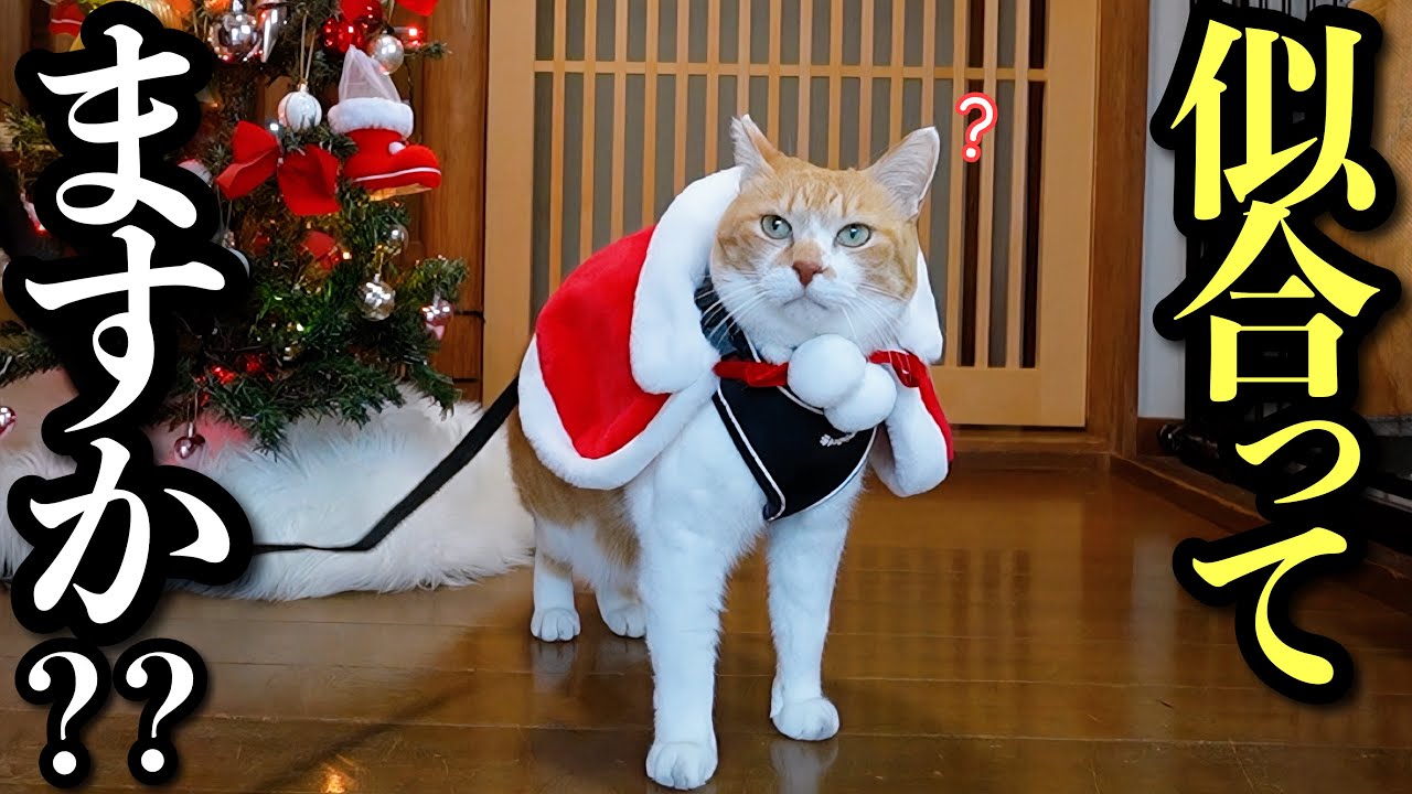 今夜21時「私の誕生日なのに、主役より目立つサンタ猫」をUPです | 元