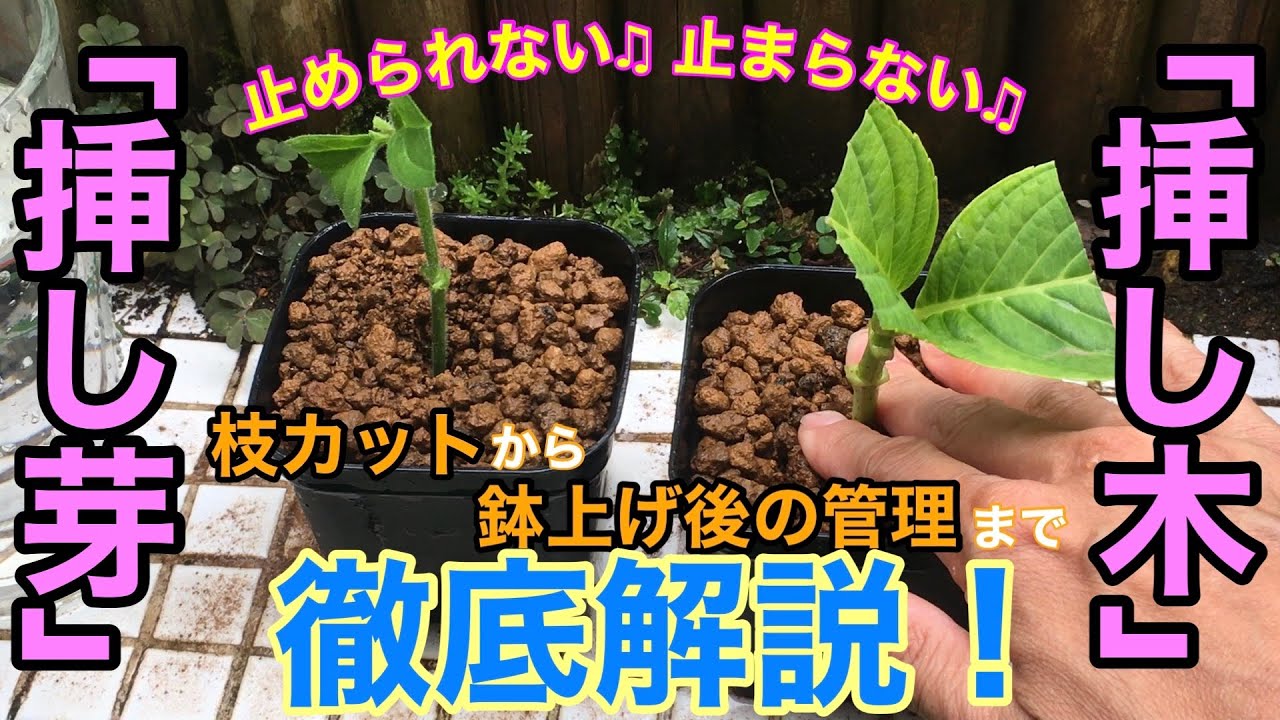How to propagate plants] A thorough explanation of 