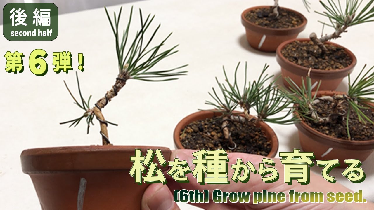 黒松】種まきから2年6ヶ月～後半／[Black pine] 2 years and 6 months